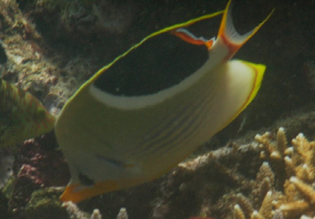 Chaetodon ephippium 00327.JPG